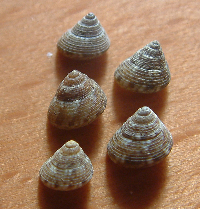 Gibbula adansonii e Gibbula turbinoides